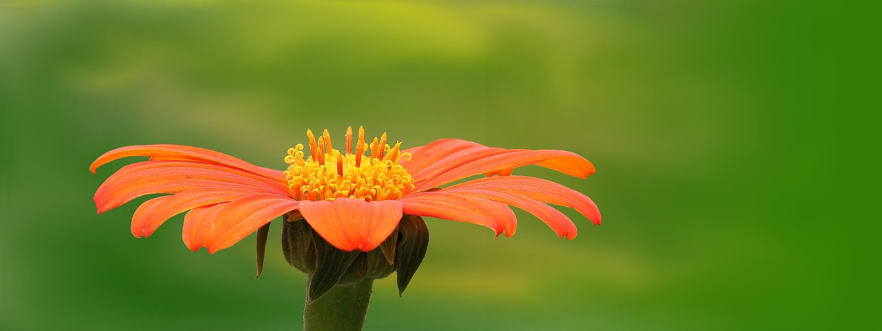 nature, plant, summer, flower, bright, orange, orange flowers, flower wallpaper, blossom, beautiful flowers, bloom, beautiful, yellow, flower background, bright colours, splendid colors, bright yellow