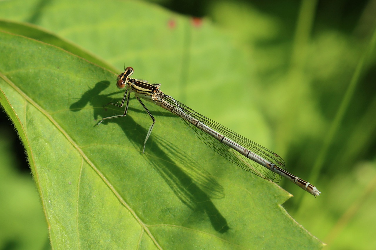 dragonfly, insect, nature, entomology, gardens, close up, animal