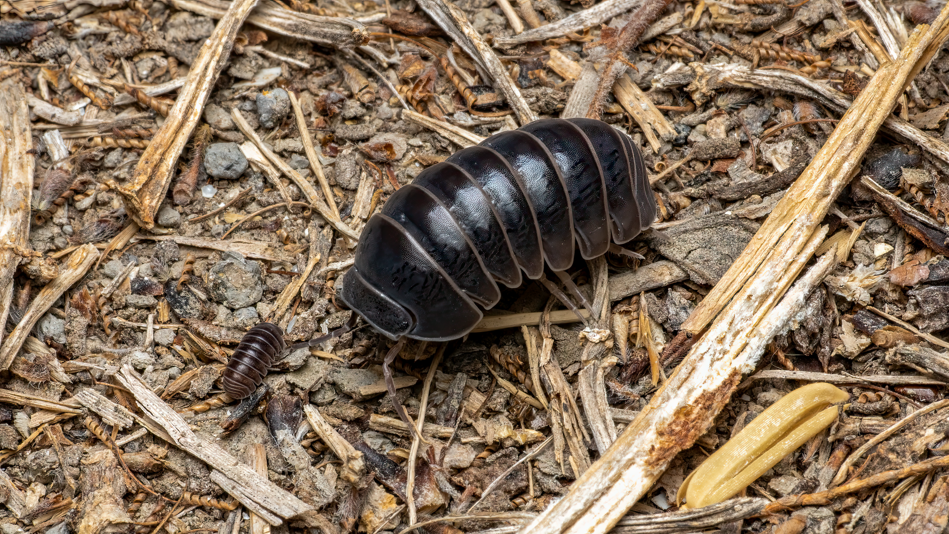 Close-up macro shot of Armadillidium vulgare on forest floor in Valencia, Spain.