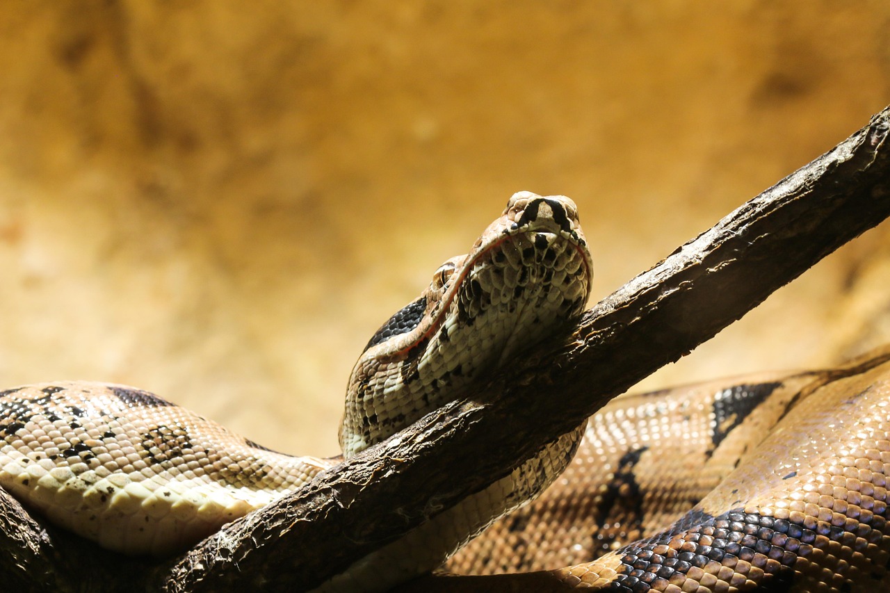 line, boa, boa constrictor imperator, choke snake, close up, terrarium, lurk, head, to hunt