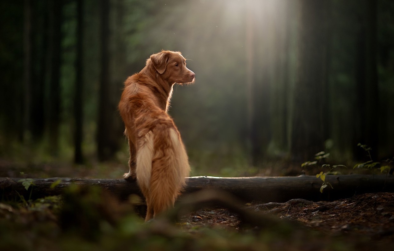 nova scotia duck tolling retriever, dog, forest, pet, animal, domestic dog, canine, mammal, fur, cute, nature, sunlight, foliage, plants, outdoors, portrait