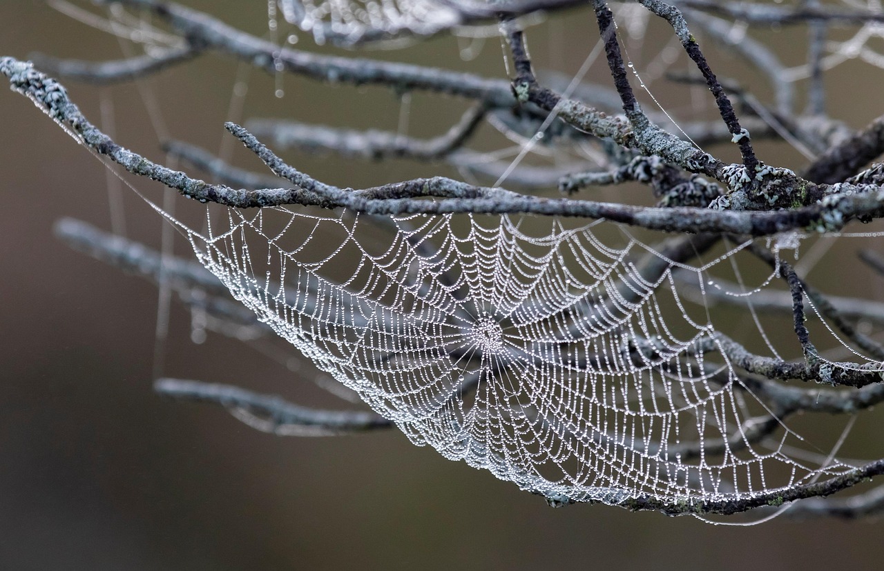 spider web, cobweb, dewdrops, web, macro, spider web, spider web, spider web, spider web, spider web, web, web