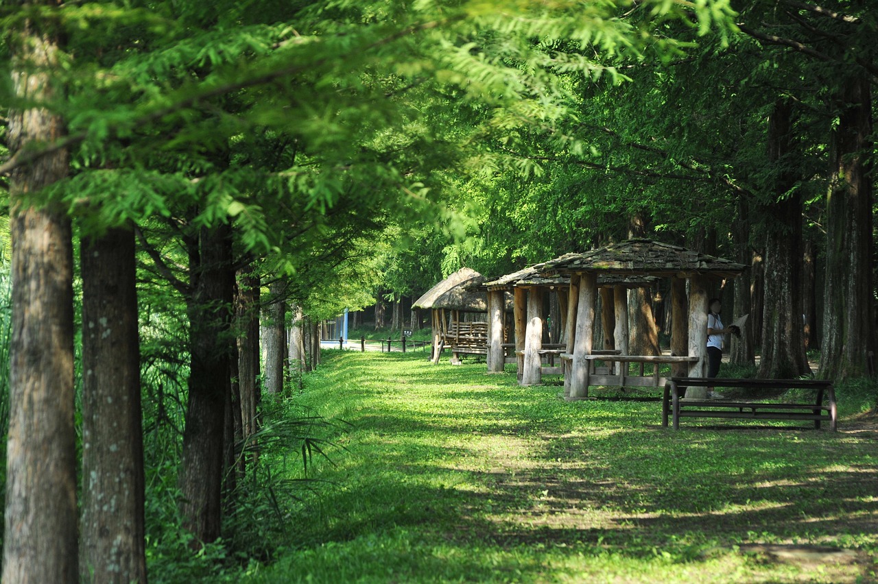 meta-porsche inquiries, forest, nature, road, meta information of ' win, metasequoia, garosu-gil, korea, damyang, landscape, colonnade, republic of korea, jeonnam, autumn, summer, travel, cultural heritage