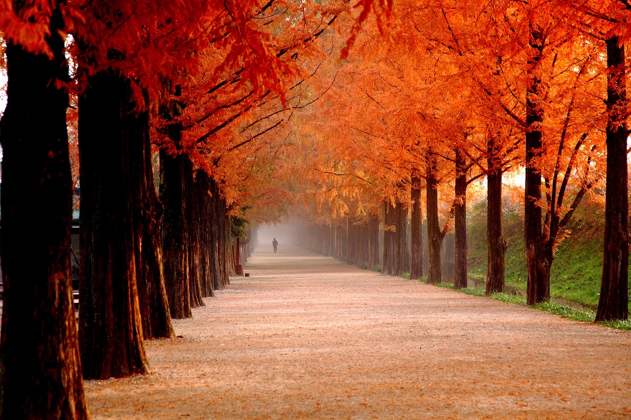 damyang, fog, meta information of ' win, tree, road, republic of korea, colonnade, nature, meta information inquiries your way, autumn
