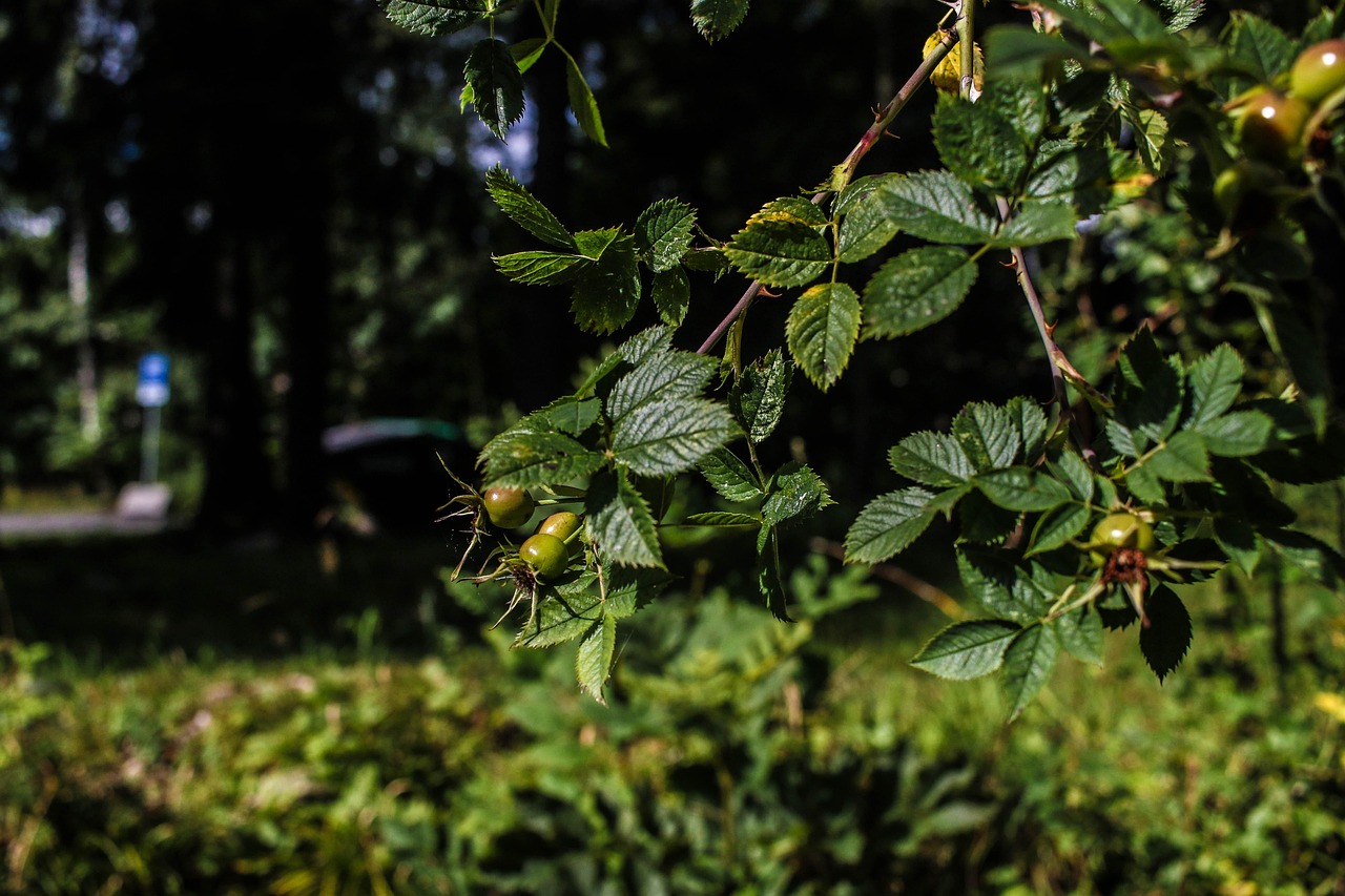 green, plant, wide angle, summer, nature