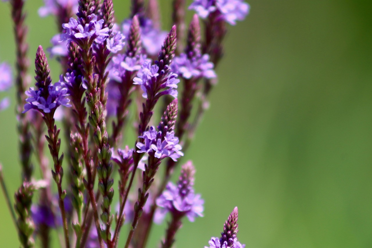 verbena, lance verbena, inflorescence, blossoms, summer flowers, violet, verbena, verbena, verbena, verbena, verbena
