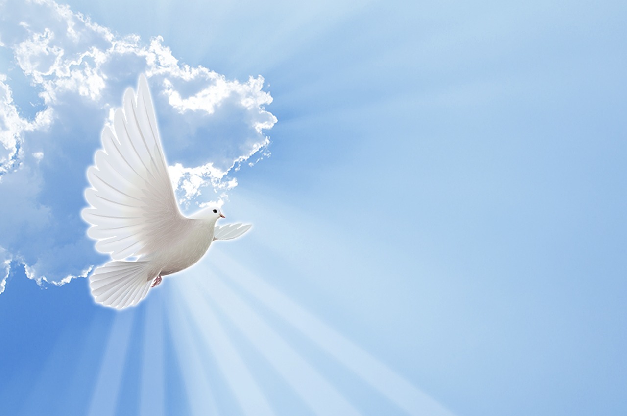 god, santo, paloma, animal, pure, nature, darling