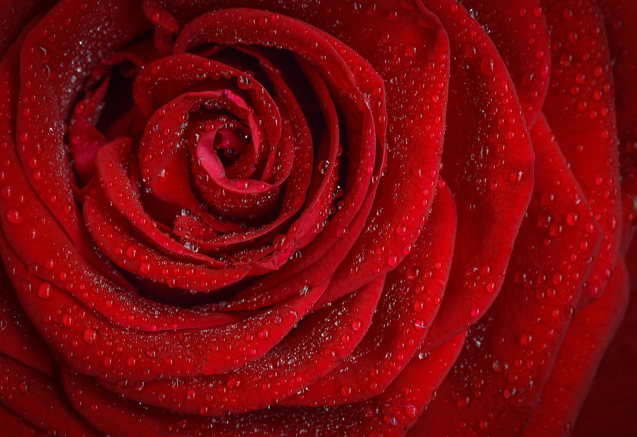 rose, flower, beautiful wallpaper, dew, dewdrops, floral background, droplets, mac wallpaper, petals, red flower, wallpaper 4k, red rose, bloom, beautiful flowers, full hd wallpaper, laptop wallpaper, windows wallpaper, nature, rose flower, wallpaper hd, blossom, desktop backgrounds, flower background, plant, love, hd wallpaper, free wallpaper, 4k wallpaper, macro, 4k wallpaper 1920x1080, closeup, free background, flower wallpaper, cool backgrounds, rose wallpaper, background