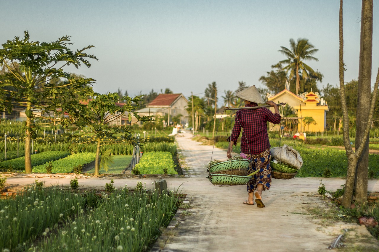hoi an, farm, farmer, plantation, agriculture, local life, vietnam, asia, vendor, travel, morning, hoi an, farmer, farmer, farmer, farmer, farmer, vietnam