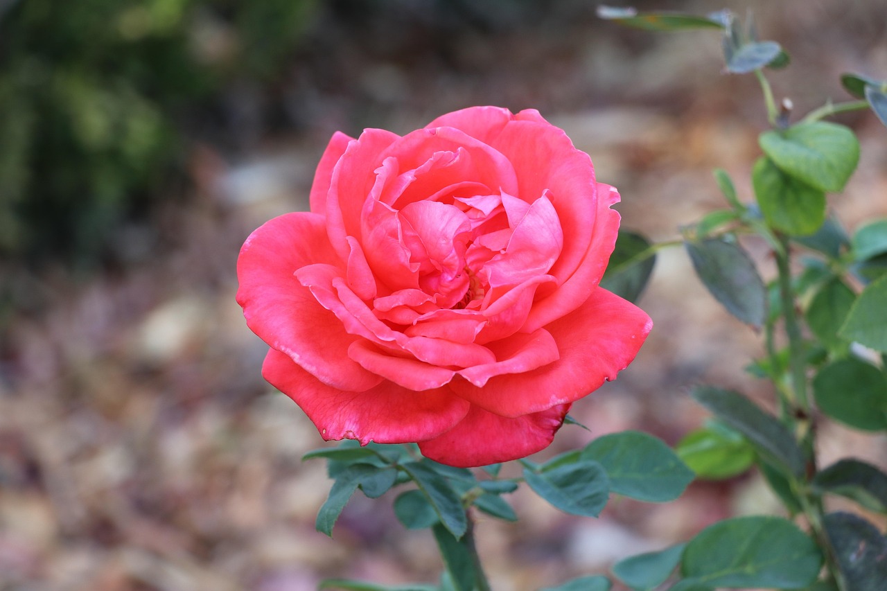 jardim botanico d'ajuda, flower, flower wallpaper, lisbon, lisboa, portugal, floral, garden, blossom, beautiful flowers, nature, portuguese, flower background, color, petal