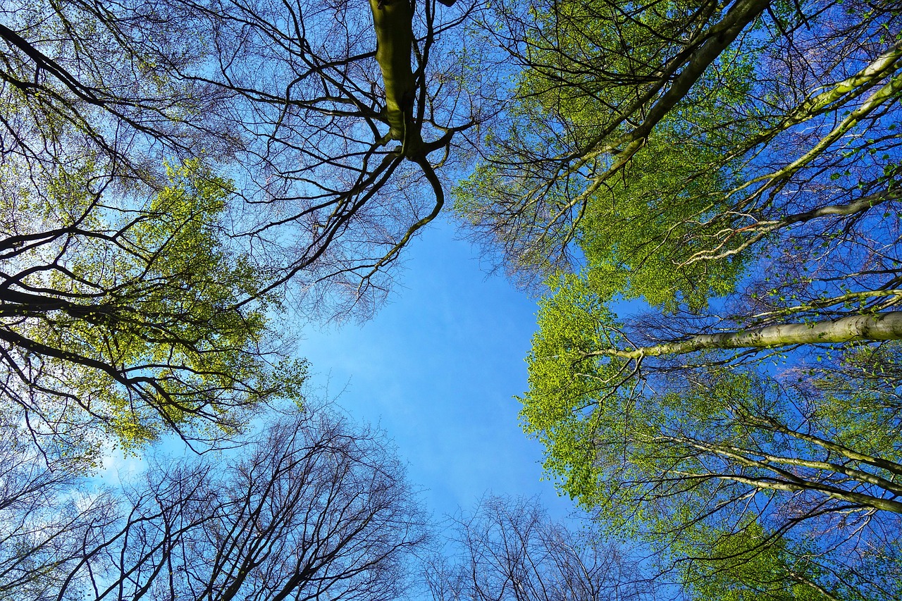 tree, tree top, rising up, trunk, branch, foliage, nature, spring foliage, forest, wood, sky, blue sky, bright, springtime