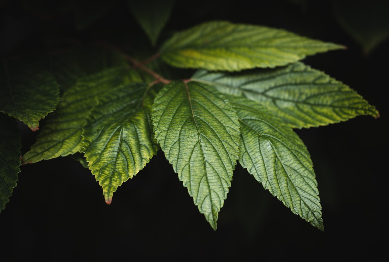 leaves, green, plant, nature, foliage, close up, leaves, leaves, leaves, leaves, leaves, green, green, green, nature, nature