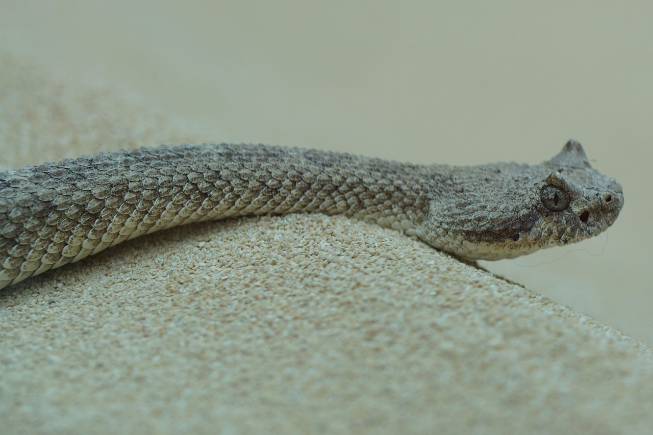 line, cobra, sidewinder, dangerous, sidewinder, sidewinder, sidewinder, sidewinder, sidewinder