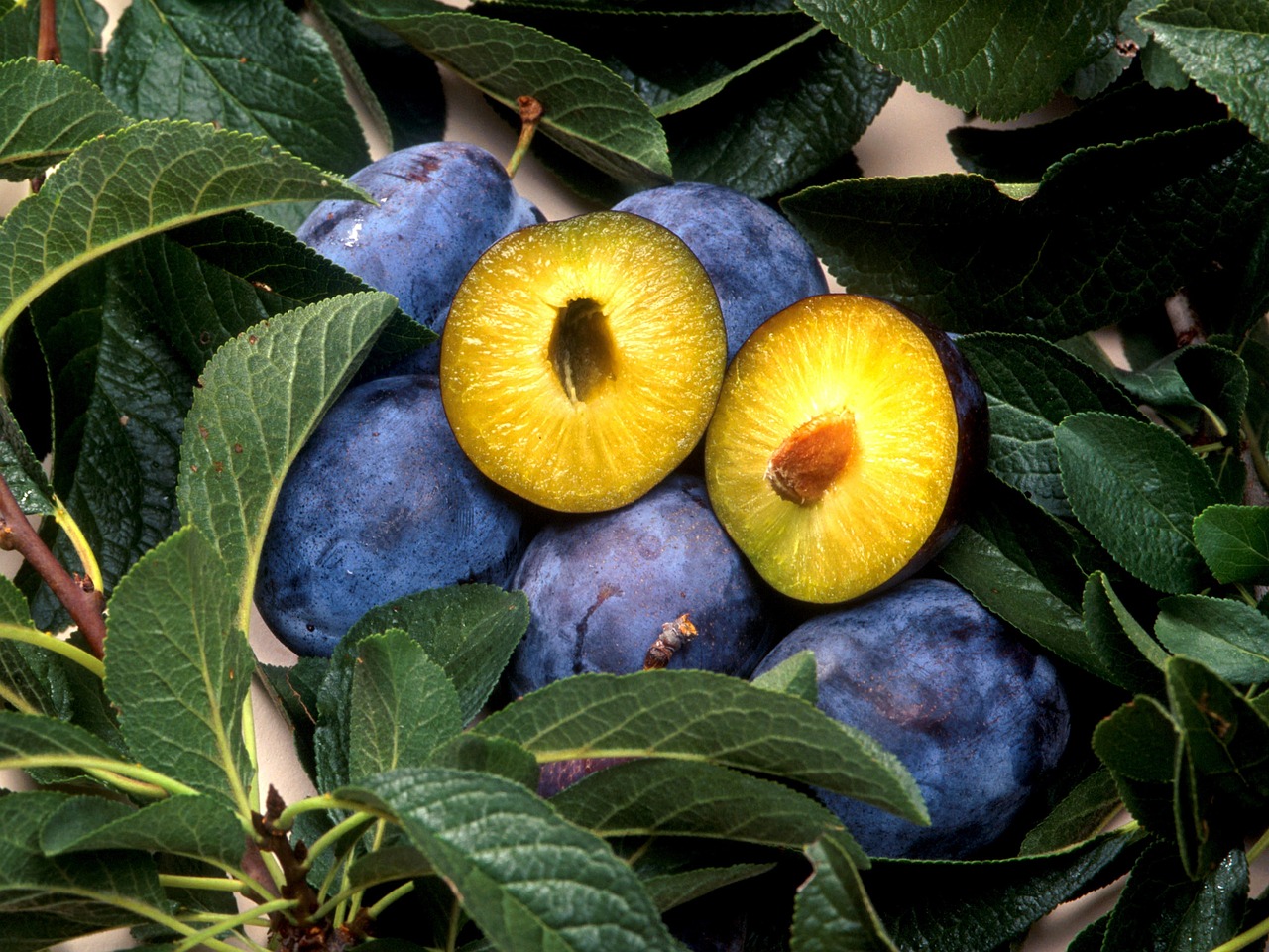 plum, plant, nature, fruit, core