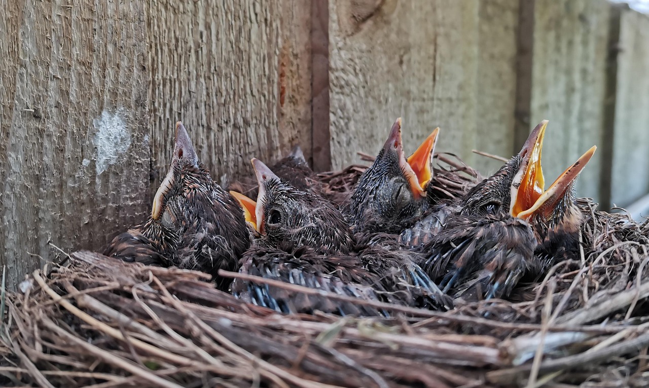 birds, animals, blackbird, rede, nature, wildlife