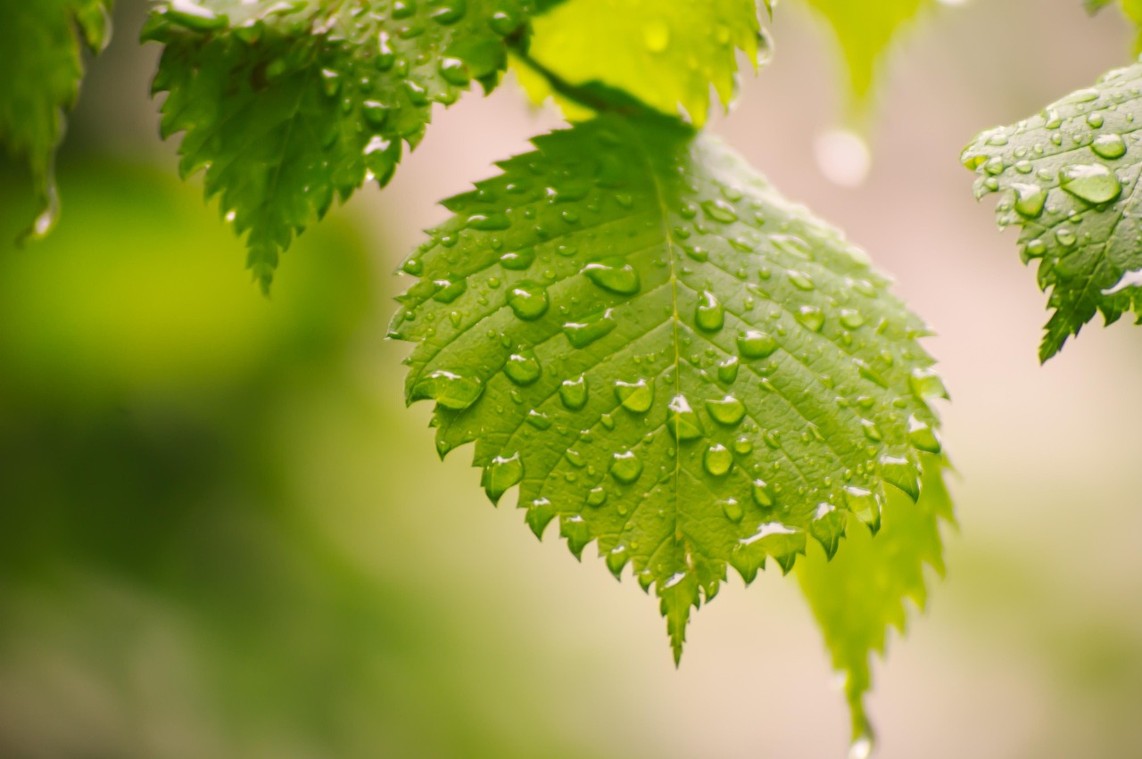 leaves, raindrops, foliage, water drops, dew, nature, close up, nature, nature, nature, nature, nature