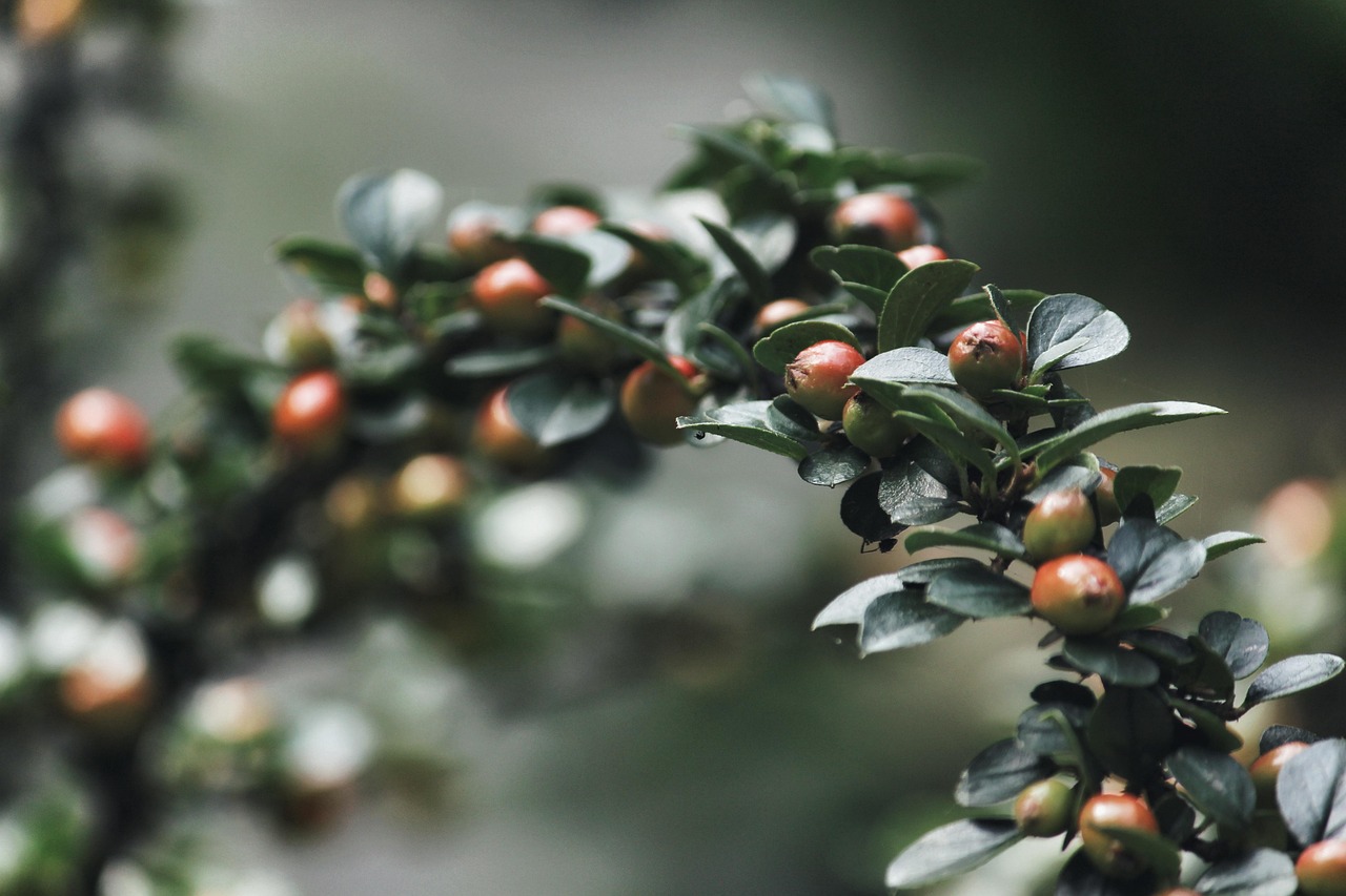shrub, leaves, branch, berry, nature, green, close up, shrub, nature, nature, nature, nature, nature, green