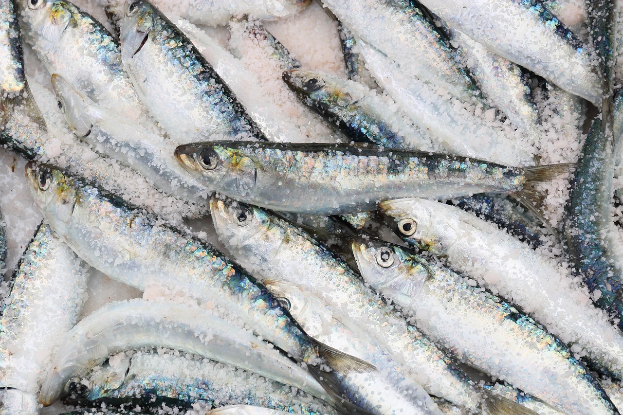 morocco, essaouira, harbour, fish, sardine, catch, sale, food, gray food, gray fish, nature, gray sales, gray fishing