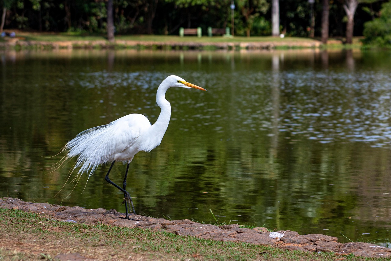heron, bird, lake, beak, feathers, plumage, avian, ornithology, white heron, goiania, nature