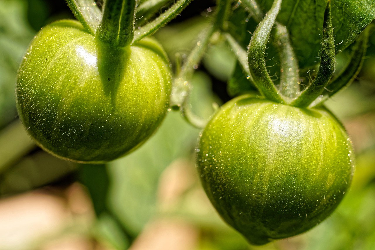 tomatoes, nature, green, plant, close up