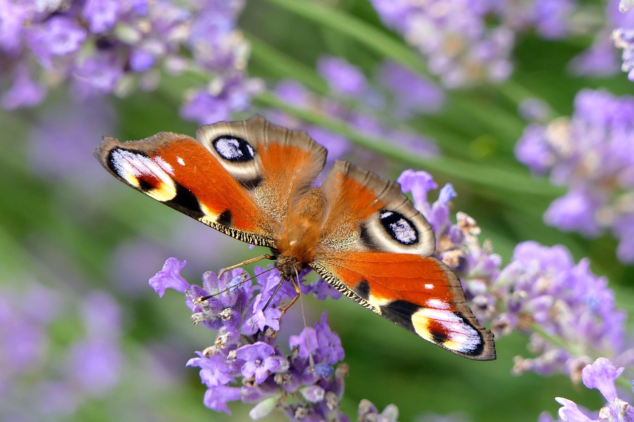 peacock butterfly, butterfly, close up, nature, insect, butterfly, butterfly, butterfly, butterfly, butterfly