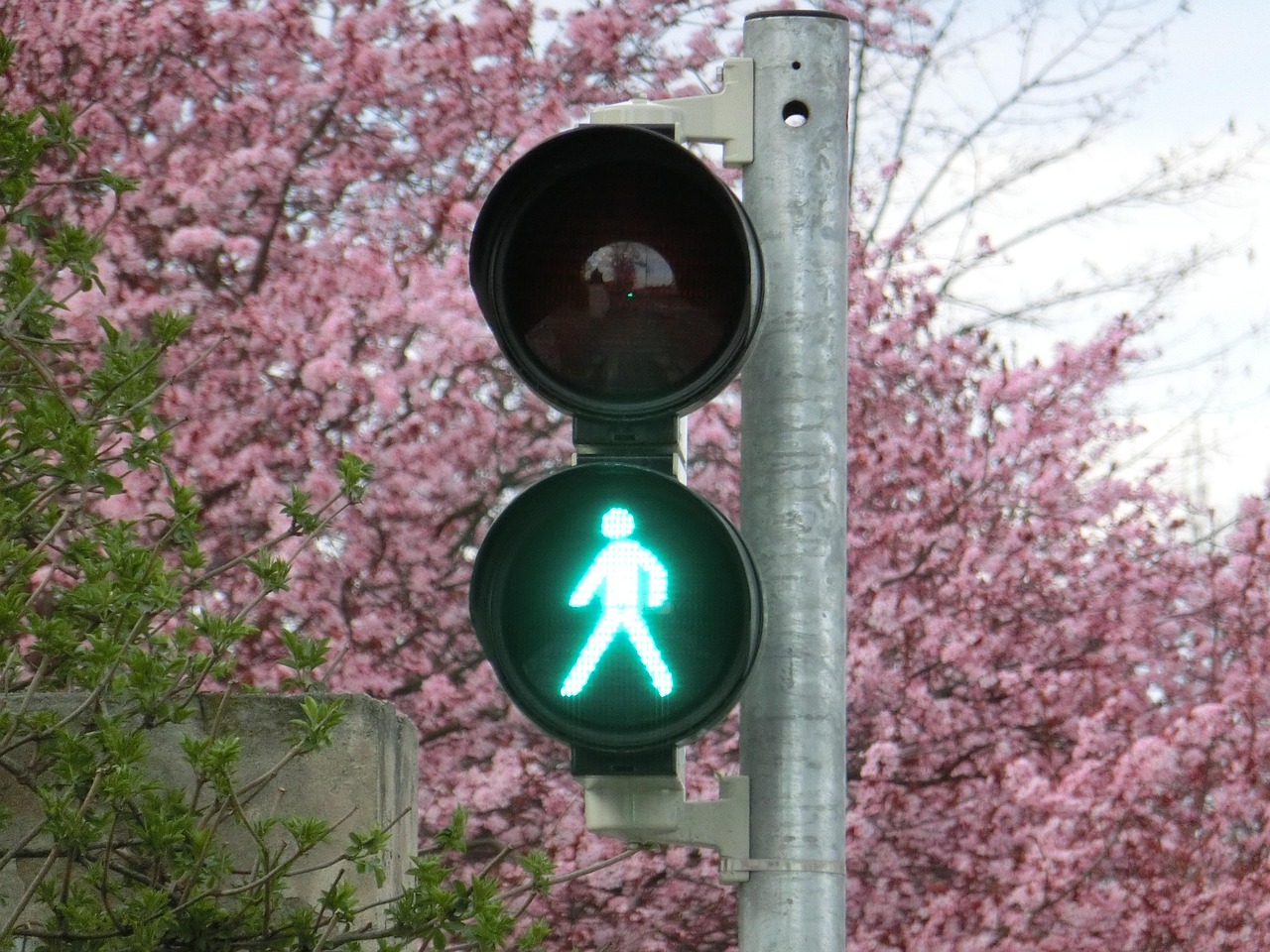 pedestrian lights, walk, traffic light, green, male, traffic lights, traffic light, traffic light, traffic light, traffic light, traffic light, traffic lights, traffic lights
