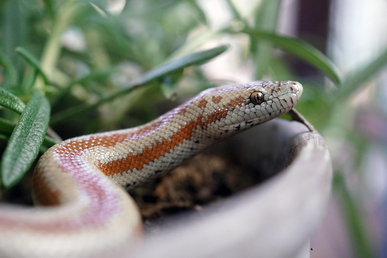 snake, nature, reptile, animal, rosy, pet, rosy boa, boa