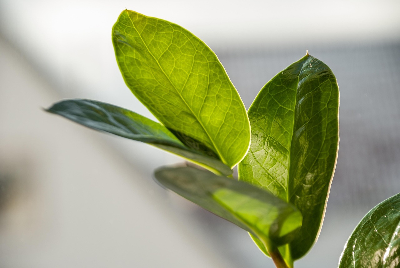 leaf, fora, nature, fresh, growth, close up, green, dark green