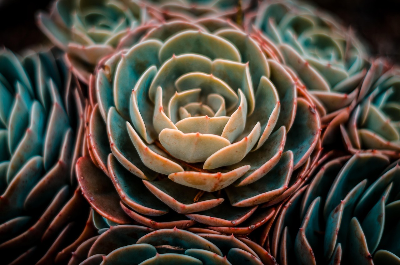 vegetal, natural, ambiente, bosque, vegetacion, planta, musgo, organico, hoja, floral, nature, garden, plant, blossom, bloom, love, botany, petals, watercolor, ambiente, ambiente, ambiente, ambiente, ambiente, vegetacion, love, watercolor
