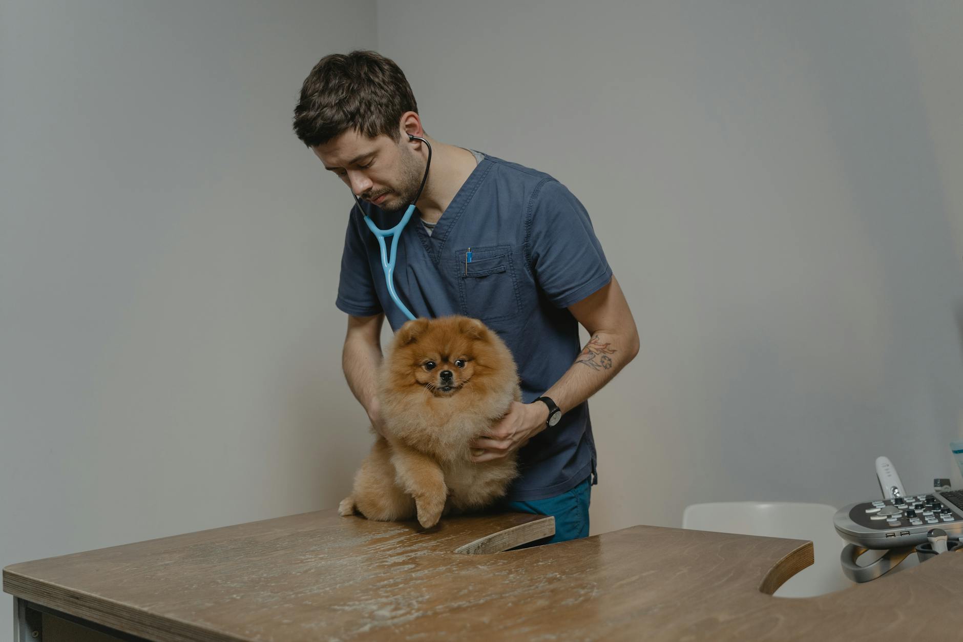 Divulgar Site Veterinárias e Cuidar Pets: Guia Completo 2026