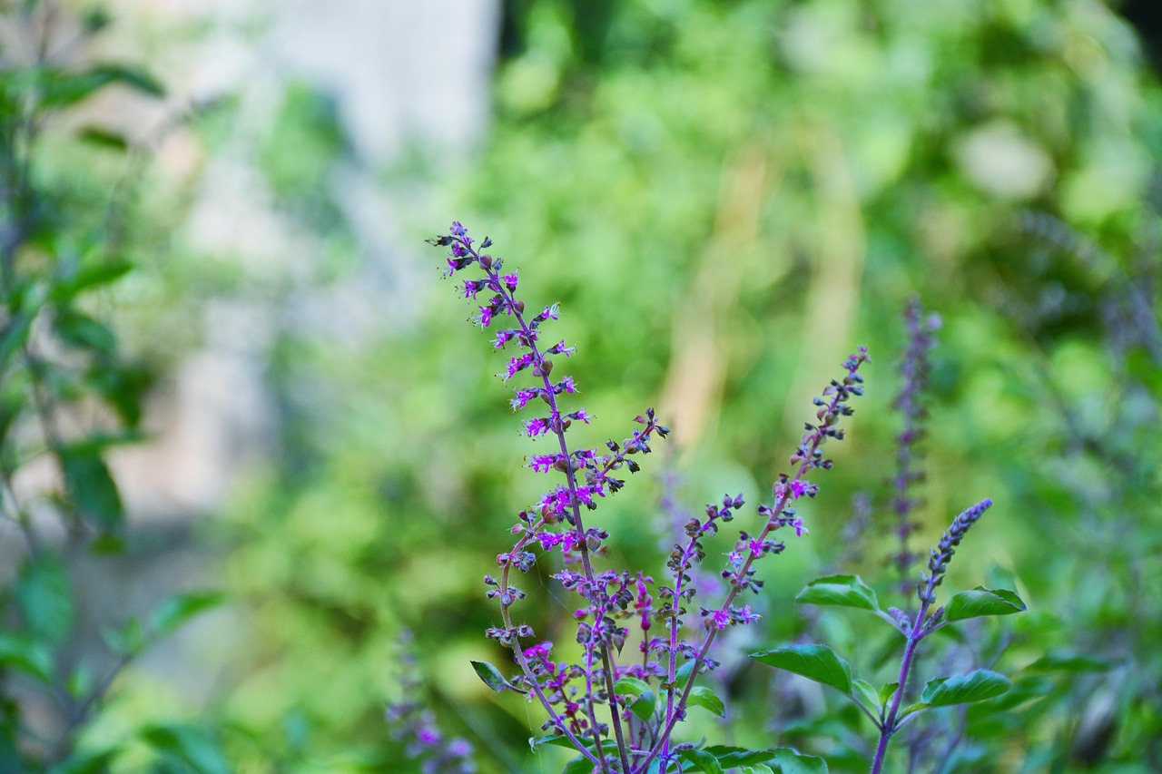 basil, basil plant, holy basil, religion, tulsa, tulusi, basil flower, nature, holy basil, holy basil, holy basil, holy basil, holy basil