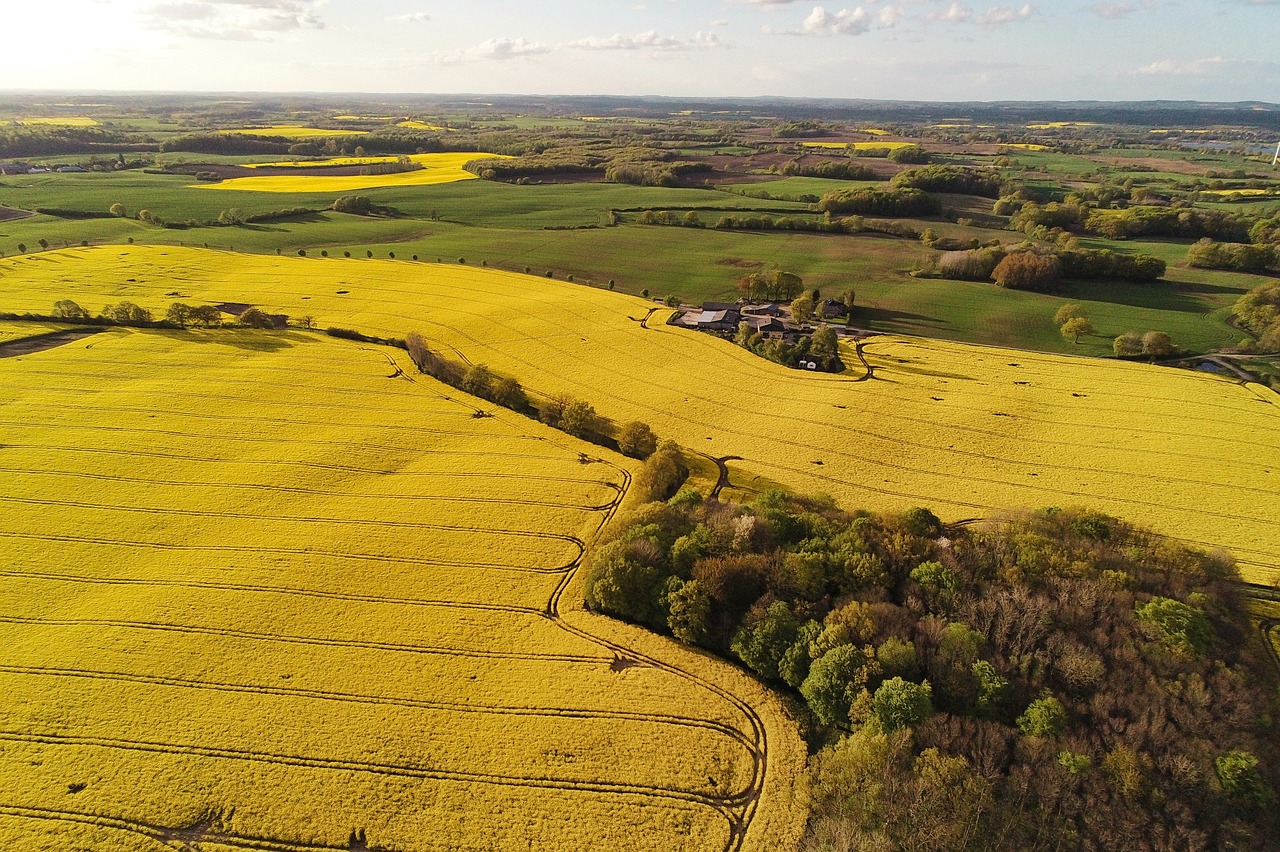 oilseed rape, fields, drone, aerial view, eve, forest, holstein, nature, agriculture, farm yard, yellow, green, flight, quadcopter, country life, ripe blossom
