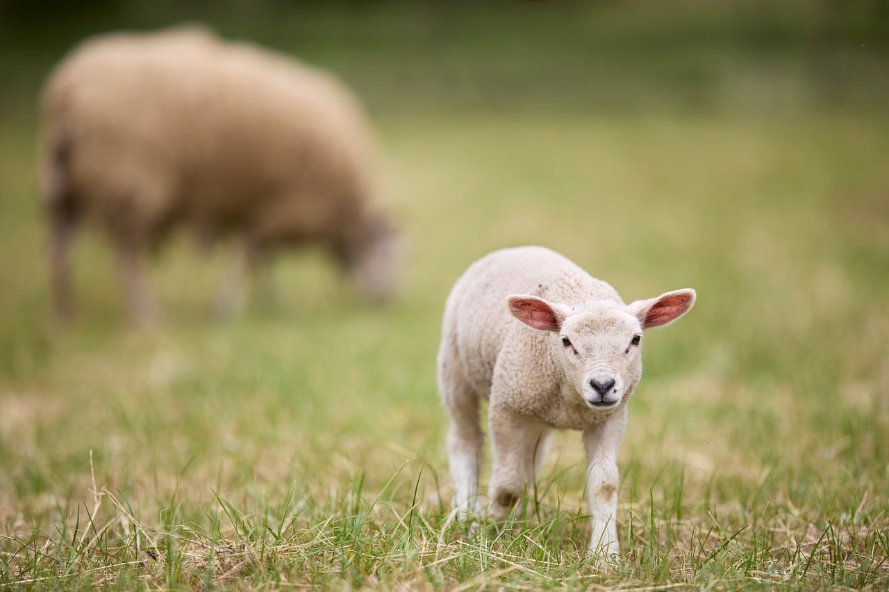 lamb, field, spring, animal, farm, nature, grass, outdoor, fluffy, cute, soft, young, peaceful, rural, gentle, plain, innocent, sheep, child