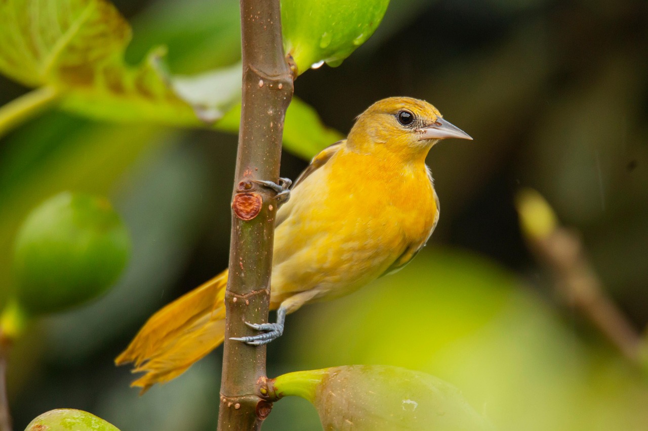 bird, plumage, golden oriole, baltimore, ornithology, nature, golden oriole, golden oriole, golden oriole, golden oriole, golden oriole