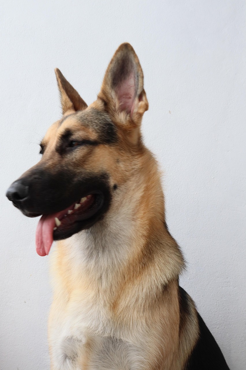 dog, muzzle, pastor, german, pet, animal, mammal, nature, eyes, portrait