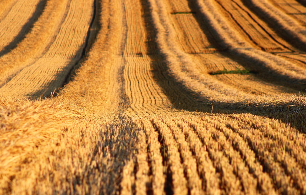 field, agriculture, hd wallpaper, windows wallpaper, wallpaper 4k, nature wallpaper, free wallpaper, beautiful wallpaper, wallpaper hd, 4k wallpaper, full hd wallpaper, free background, stubble, mac wallpaper, harvest, beautiful nature, laptop wallpaper, desktop backgrounds, rural, nature, nature background, cool backgrounds, 4k wallpaper 1920x1080, wallpaper, background
