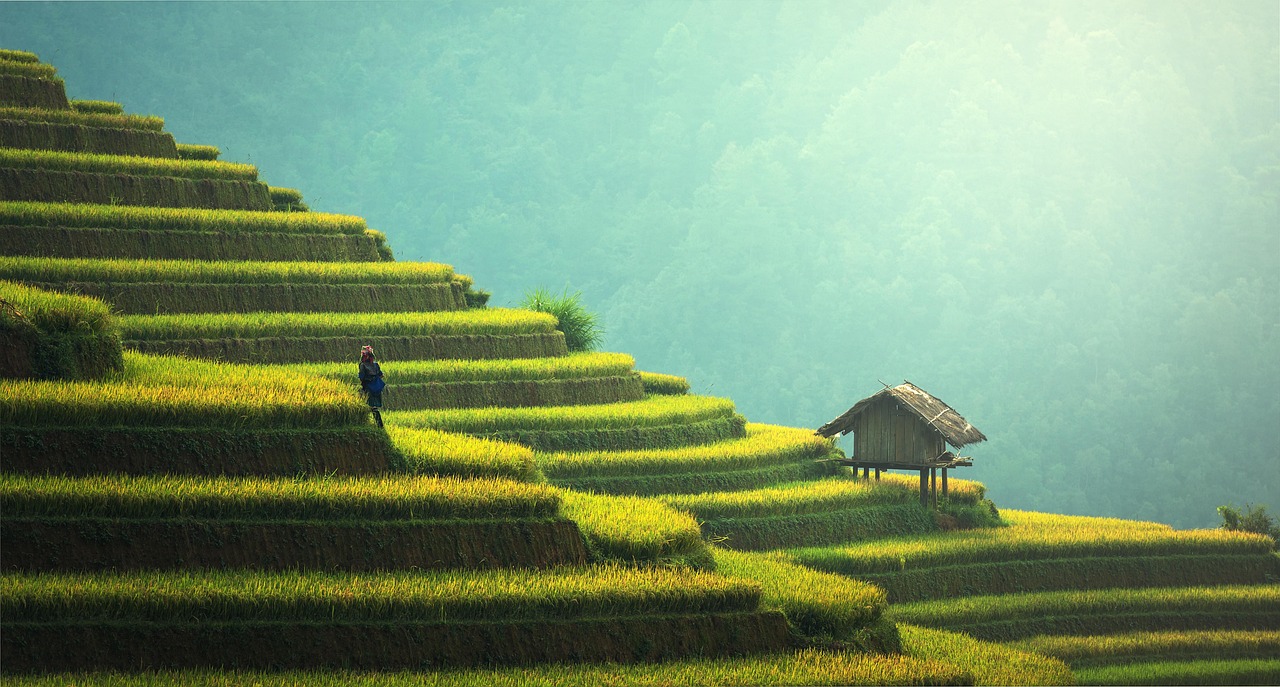 agriculture, rice plantation, thailand, rice, vietnamese, green, ecology, myanmar, burma, nature, growth, countryside, malaysia, bali, plantation, hills, indochina, terraces, garden, gardening, environment, cambodia, asia