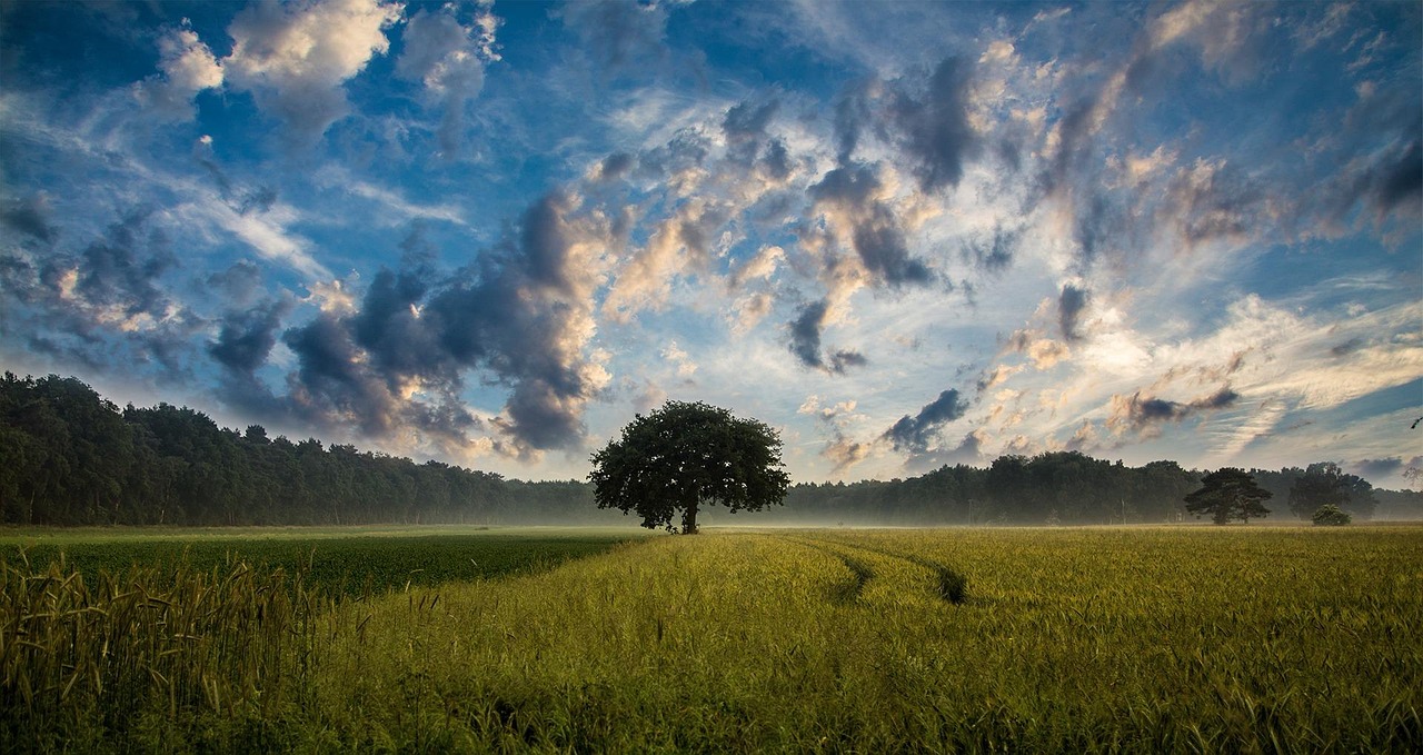 tree, field, cornfield, nature, landscape, sky, clouds, horizon, rural, countryside, farmland, agriculture, farm, tree, tree, field, landscape, sky, sky, sky, sky, sky, farm, farm
