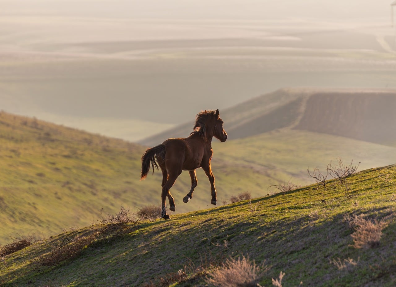 horse, wild horse, sunset, hills, nature, freedom, landscape, azerbaijan, wilderness, galloping, rural, scenic, mountains, golden light, peaceful