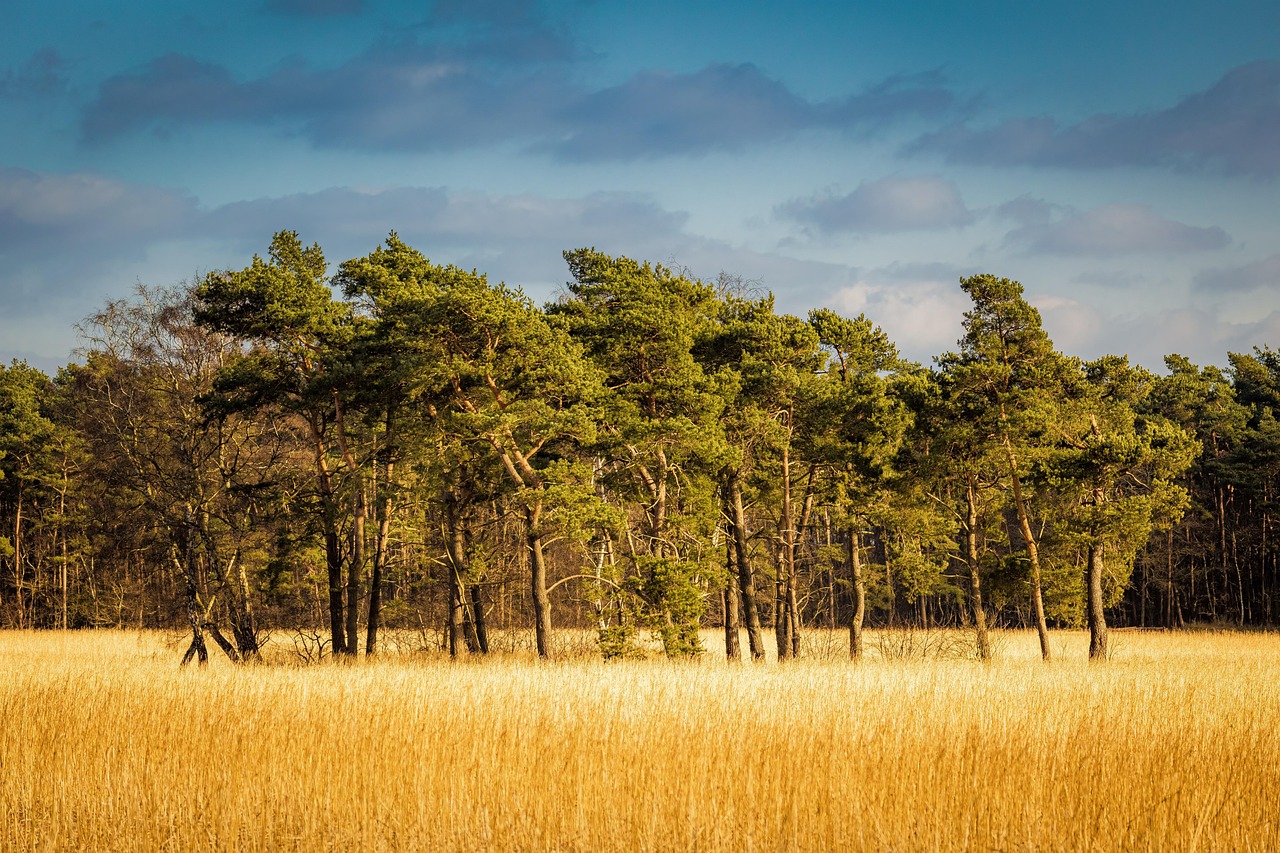 forest, nature, windows wallpaper, background, free wallpaper, cornfield, mac wallpaper, beautiful wallpaper, seefeld, cool backgrounds, full hd wallpaper, 4k wallpaper 1920x1080, trees, hd wallpaper, landscape, desktop backgrounds, wölke, wallpaper hd, free background, grain, laptop wallpaper, wallpaper 4k, 4k wallpaper, grain field