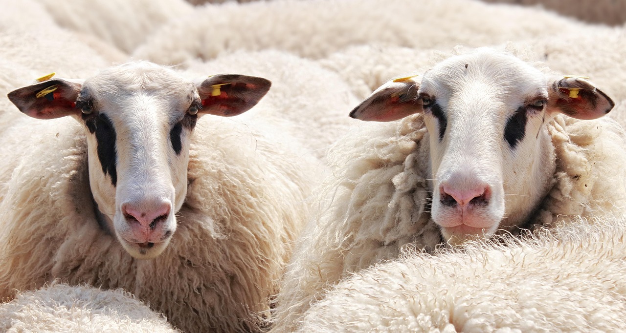 sheep, flock of sheep, animals, wool, flock, nature, farm animals, mammals, animal world, ruminants, heads, sheep heads, portrait