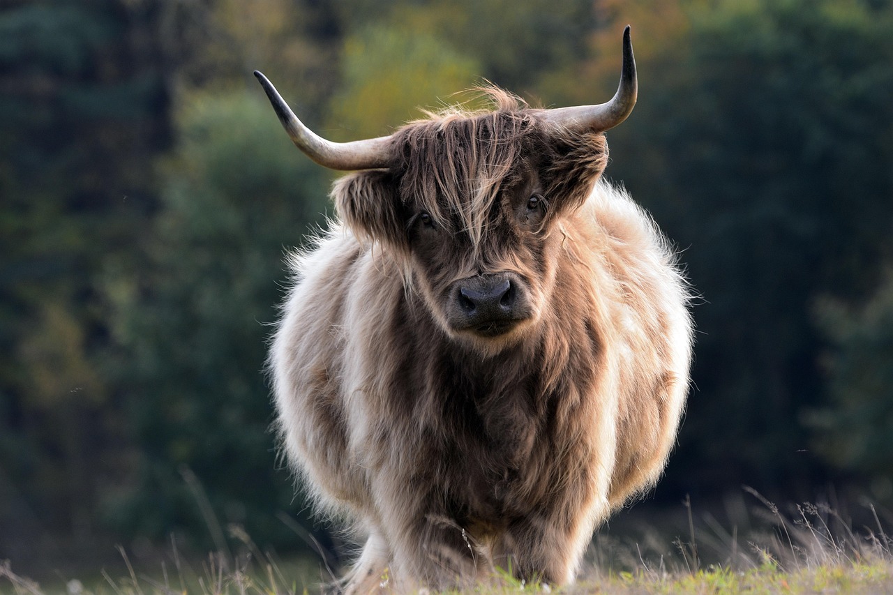 bull, cattle, livestock, horns, farm, long-haired, animal, nature, mammal, agriculture, rural, countryside, beef, farming, meadow, landscape, bull, bull, bull, bull, bull, farm, animal