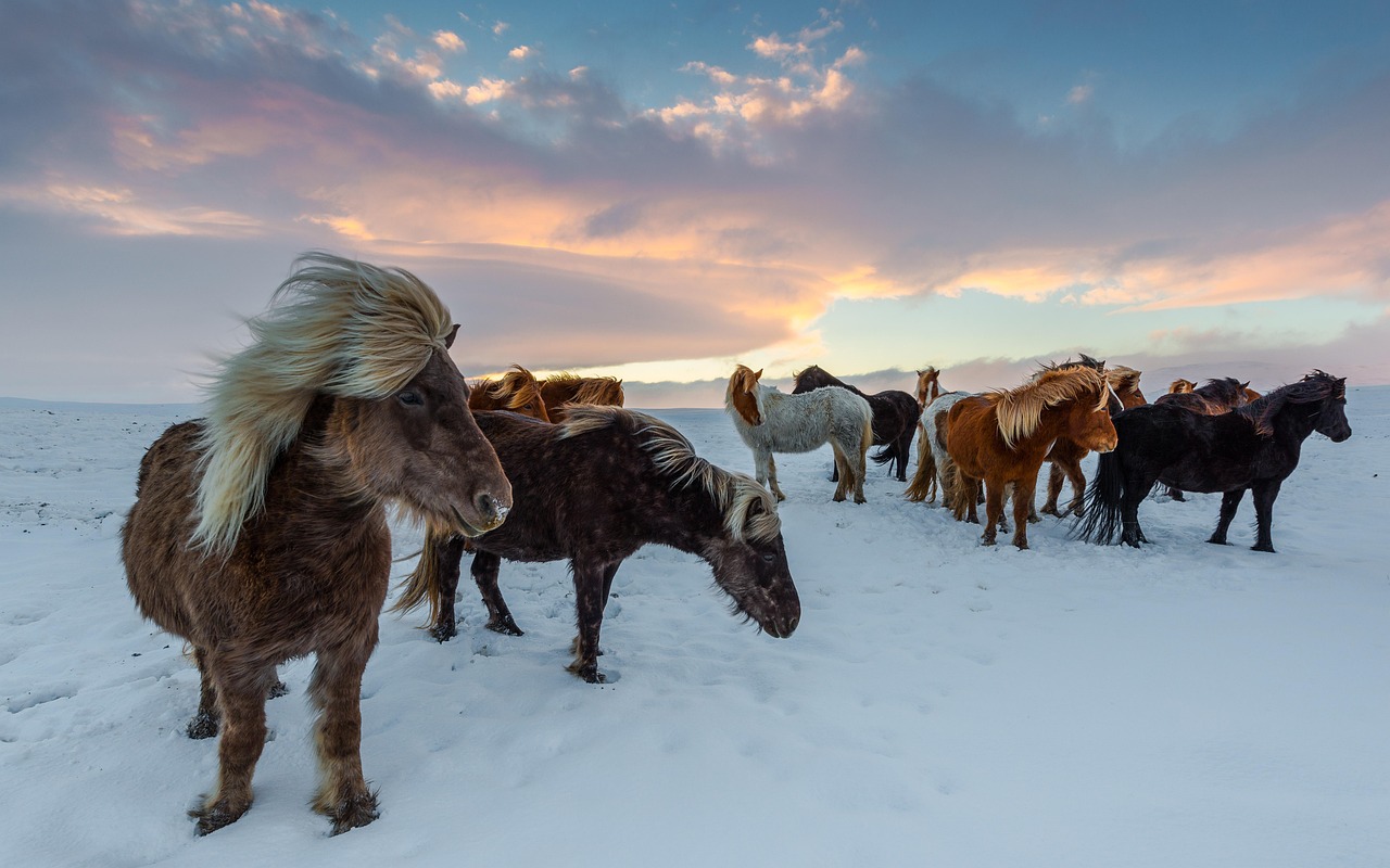 animals, icelandic horses, mammal, species, fauna, equine, nature, iceland horses, winter, frosty, snow