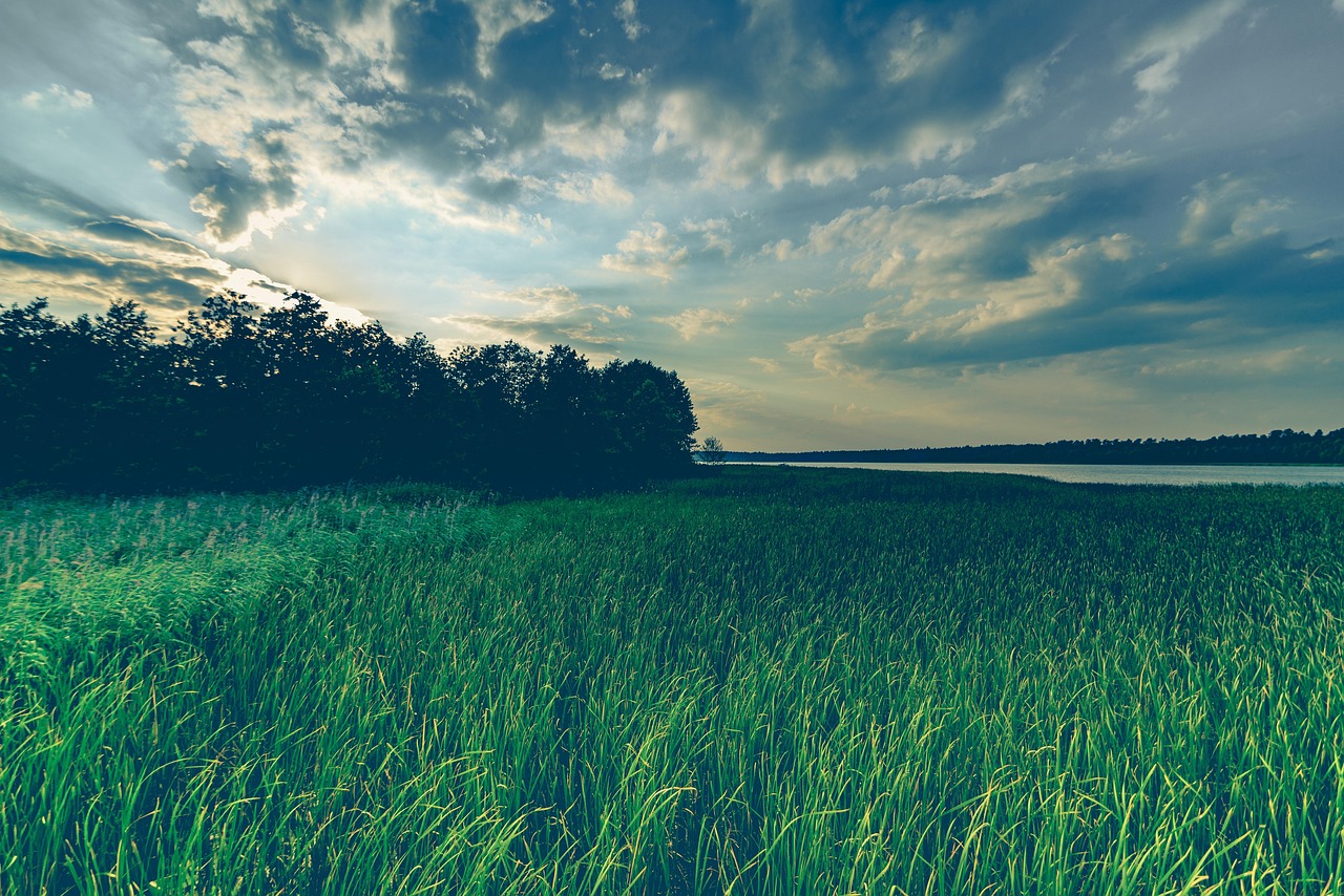 grass, field, meadow, trees, forest, sky, clouds, green, nature, landscape, grass, grass, grass, grass, grass, field, field, forest, green, green, green