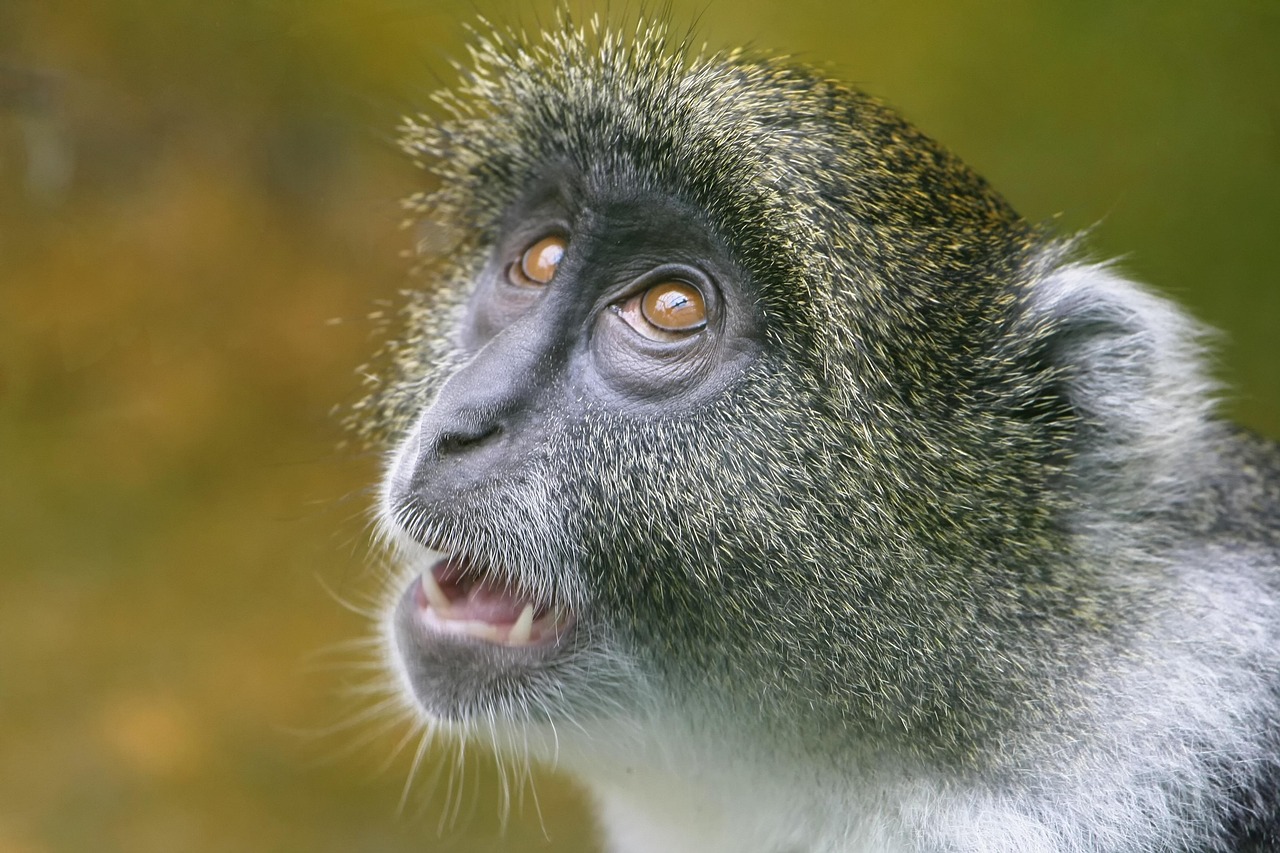 animal, primate, nature, wildlife, zoo, close up