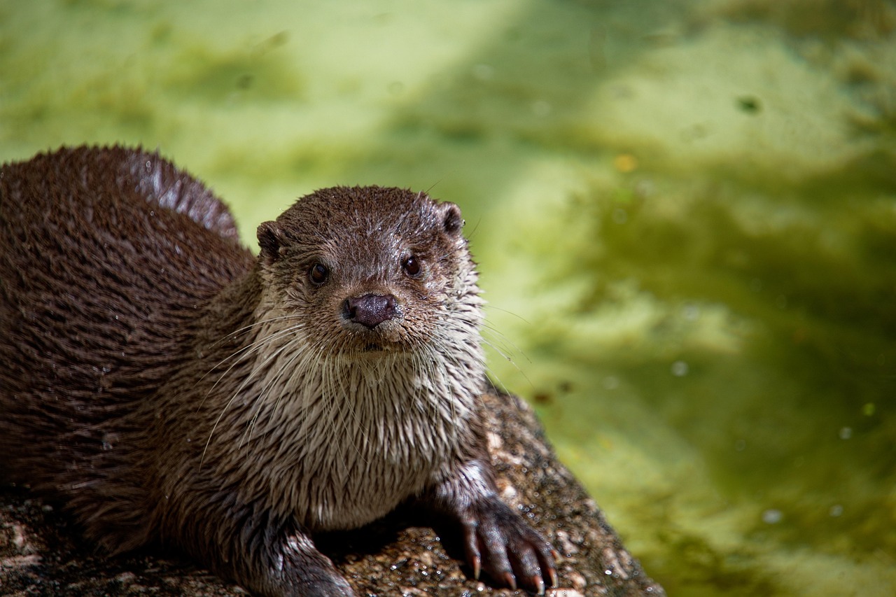 otter, animal, wildlife, nature, zoo, mammal, close up, lüneburg heath wildlife park, lake, pond, flow, animal photo, cute, wet, predator, head, face, details, fur, furry, carnivores, portrait, otter, otter, otter, otter, otter