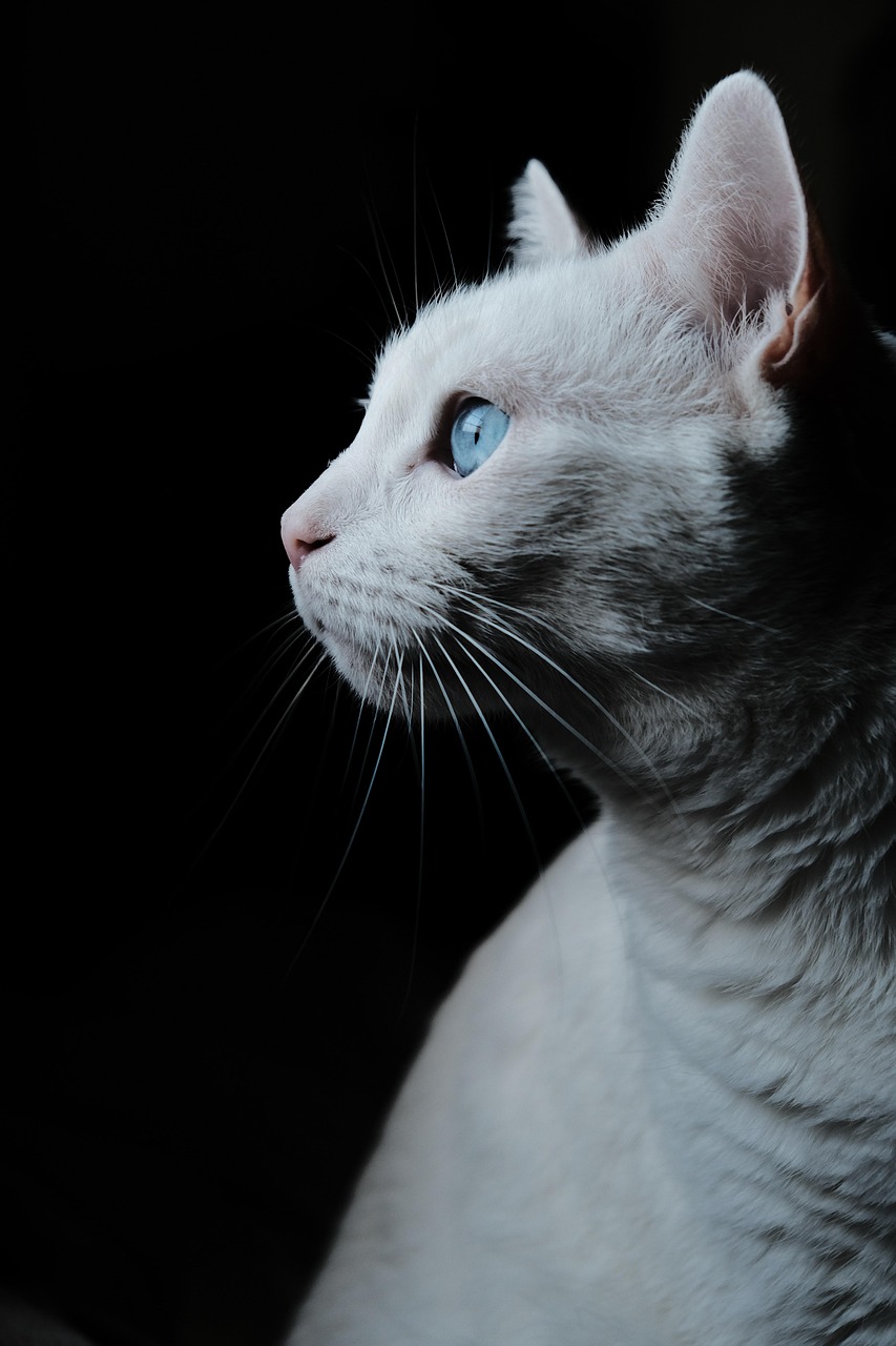 pet, nature, cat, portrait, profile, white cat, kitty, feline, white fur, mammal, animal, animal world, cat portrait, cat photography, animal photography