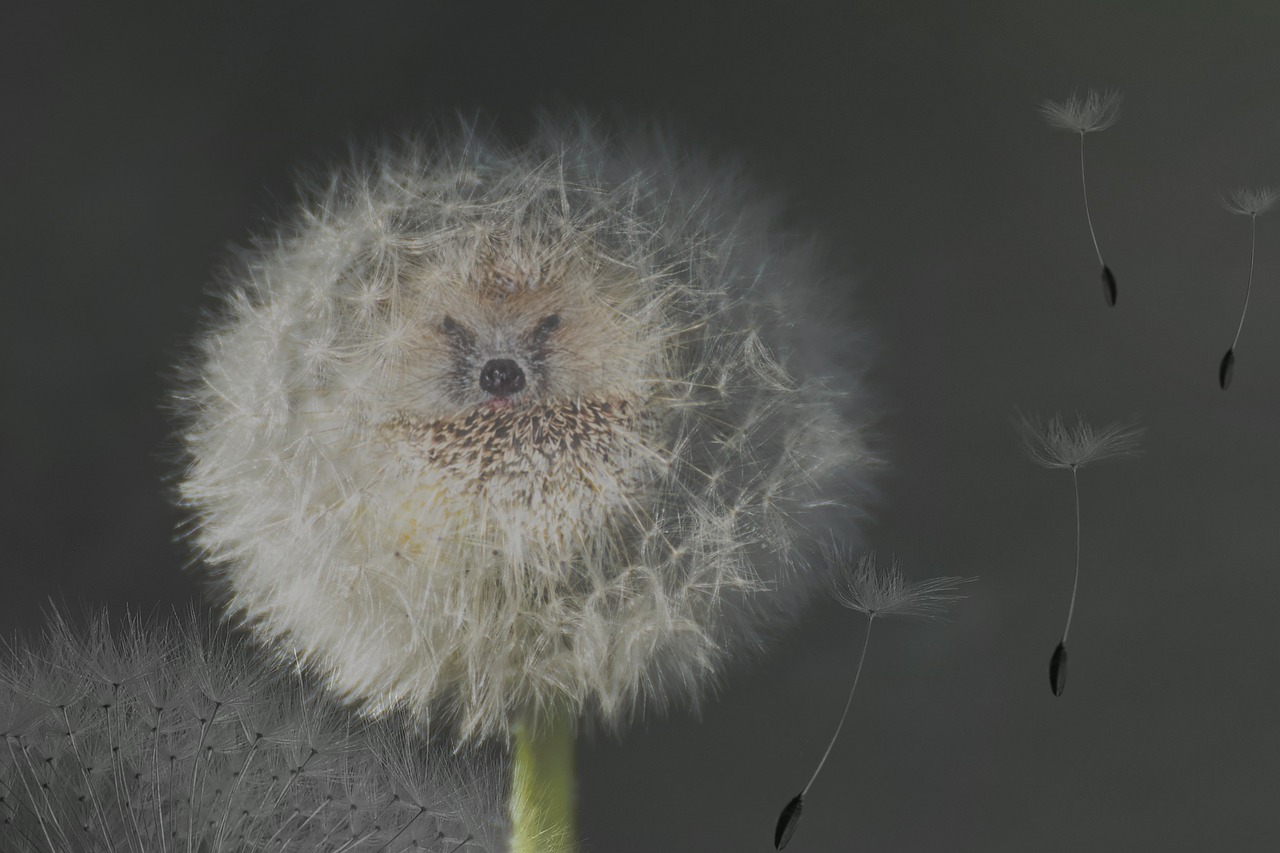 dandelion, nature, seeds, dandelion seeds, umbrella, hedgehog, spur, funny, composing, image editing, photo editing, fluffy, baby animal, blossom, bloom, face, tiny, dandelion, dandelion, dandelion, hedgehog, hedgehog, hedgehog, hedgehog, hedgehog, funny, photo editing