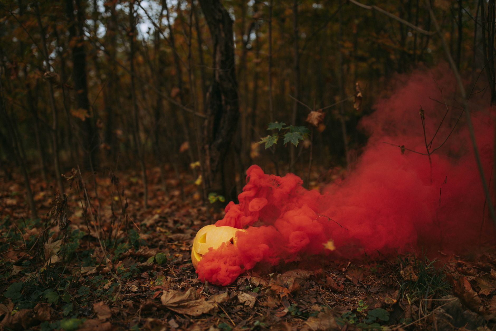 A mysterious forest setting with a Halloween pumpkin emitting colorful smoke.
