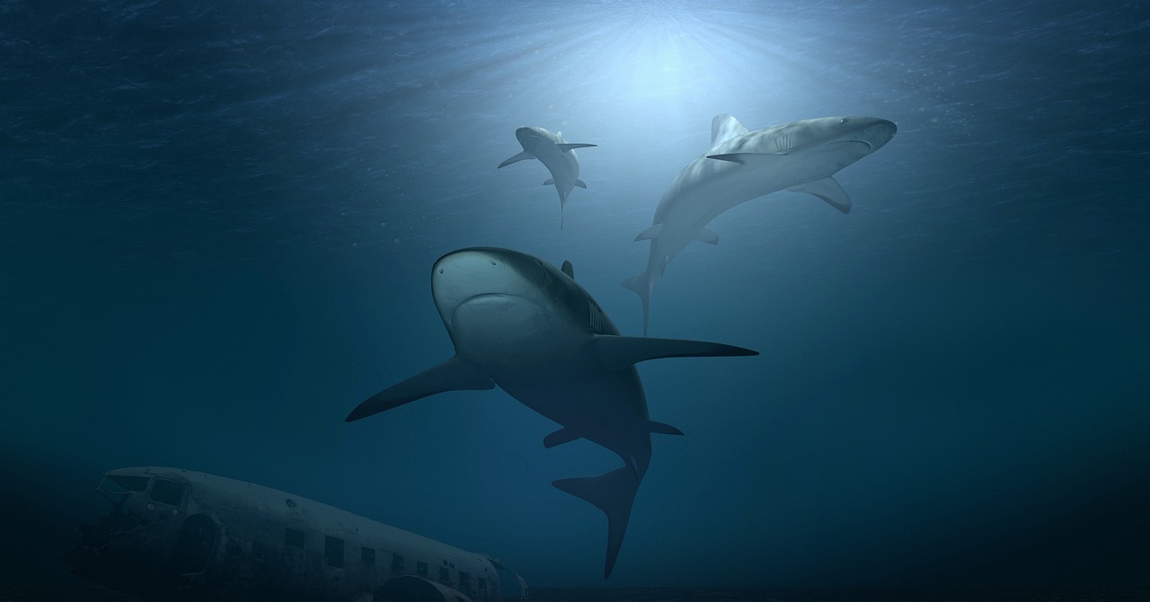 shark, sea, ocean, water, underwater, wreck, absorbed, light, incidence of light, hunter, dangerous, sea creatures, 3d model, dive, swim, nature, 3d